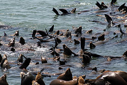 Sea lions at Moss Landing, California