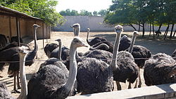 Zhengzhou Ostrich Park.JPG