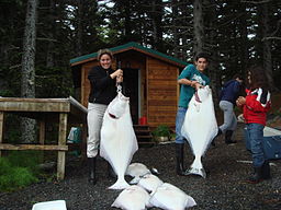 Photo of several, near human-sized white fish. Two people hold halibuts.