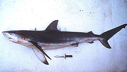 A dark gray shark lying on its side against a white background, showing long, sickle-shaped pectoral fins