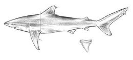 Drawing of a shark with arrows pointing at the first dorsal and pectoral fins, and a vertical line intersecting the first dorsal fin origin and the pectoral fin rear tips; an inset drawing shows a triangular, serrated tooth
