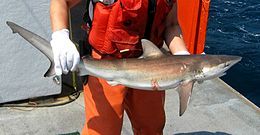 A fishery worker standing on a ship, holding a small shark in his gloved hands