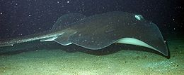 Side view of a dark brown stingray swimming over a sandy flat
