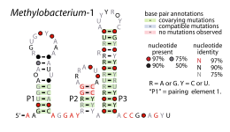 Methylobacterium-1-RNA.svg