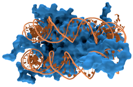 Nucleosome1.png