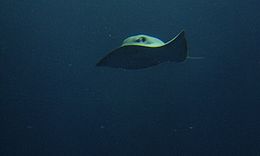 front view of a swimming stingray, with one of its wingtips flipped up