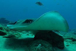 Side view of a stingray over a field of rocks scattered on sand, with small fish nearby