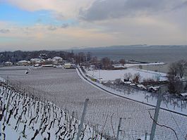 Cortaillod - Vineyards outside Cortaillod village