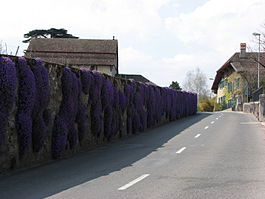 Duillier - Flowers and buildings in Duillier village