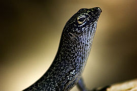 Head of a lizard, seen from the right. The bases of the forelimbs are also visible. The upperparts are patterned black and gray and the underparts are white. The eyes are surrounded by a yellow ring.