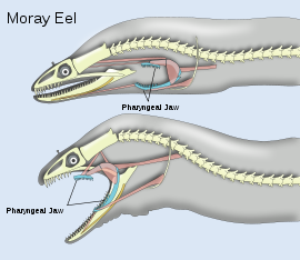 Two diagrams of head and spine, one showing the pharyngeal jaw at rest; the other showing the jaws extended into the mouth