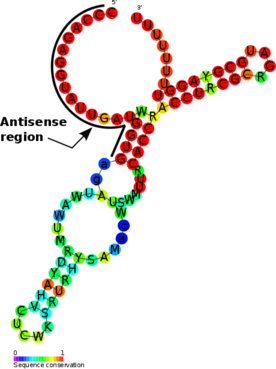 OmrA-B RNA structure.png