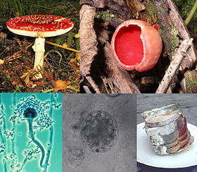 A collage of five fungi (clockwise from top left): a mushroom with a flat, red top with white-spots, and a white stem growing on the ground; a red cup-shaped fungus growing on wood; a stack of green and white moldy bread slices on a plate; a microscopic, spherical grey-colored semitransparent cell, with a smaller spherical cell beside it; a microscopic view of an elongated cellular structure shaped like a microphone, attached to the larger end is a number of smaller roughly circular elements that collectively form a mass around it