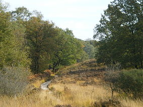 Herbst im Nationalpark De Meinweg.JPG