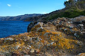 Lichen encrusted rocks adorn the cliffs of Santa Cruz Island.jpg