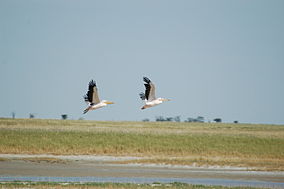 Pelecanus onocrotalus -Nata Bird Sanctuary, Botswana -two flying-8.jpg