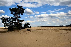 Sand Area Hoge Veluwe.jpg