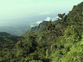 Srilankamountainforest.jpg