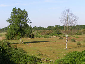 Gorley Common, New Forest - geograph.org.uk - 186514.jpg