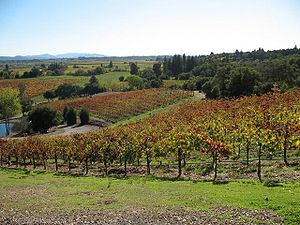 Armida Winery vineyards 0001.jpg