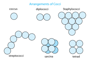 Arrangement of cocci bacteria.svg
