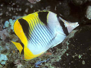 A sickle butterflyfish