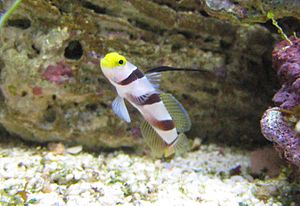 A Hi Fin Red Banded goby