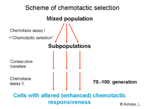 Chemotactic selection