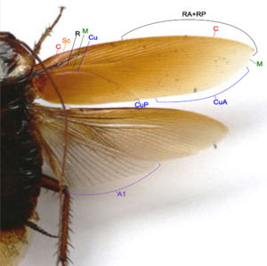 Cockroach wing structure.png