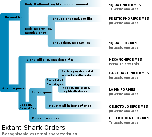Identification of the 8 extant shark orders