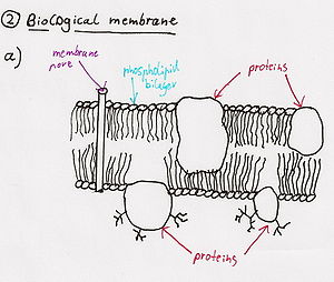 Fully functional membrane