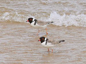 A pair of Hooded Plovers standing in shallow water