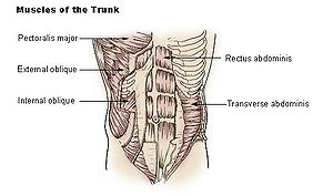 Illu trunk muscles.jpg