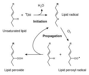 An unsaturated lipid reacts with a hydroxyl radical to form a lipid radical (initiation), which then reacts with di-oxygen, forming a lipid peroxyl radical. This then reacts with another unsaturated lipid, yielding a lipid peroxide and another lipid radical, which can continue the reaction (propagation).