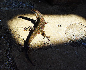 Lizard, seen from above and behind, with its head bent to the left, sitting in a sunny spot surrounded by shadow, with the tail extending into the shadow. The upperparts are black and yellow.
