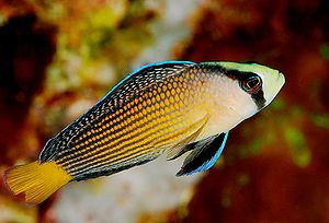 A Fridmani pseudochromis