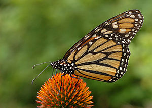 A large butterfly with a white-on-black spotted body feeds on a flower head. Its wings are folded, showing large brown patches, except at the edges, which are similarly spotted.