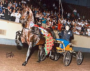 Noble Flaire winning World Champion Park Harness.