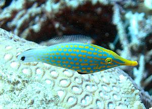 A Orangespotted Filefish