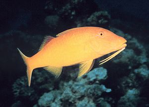 A Yellow Goatfish