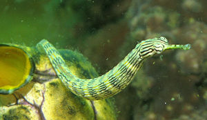A Dragonface Pipefish