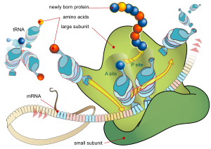 Ribosome translating messenger RNA to chain of amino acids (protein).