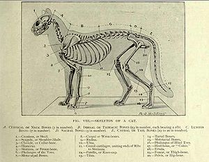 A labelled diagram of a cat's skeleton