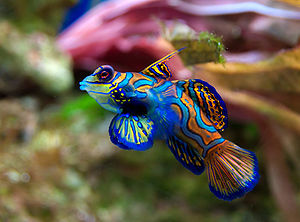 A Mandarinfish