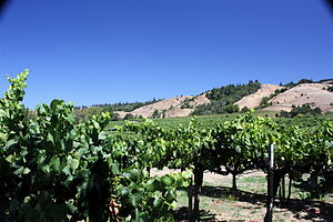 Vineyard in Anderson Valley.jpg
