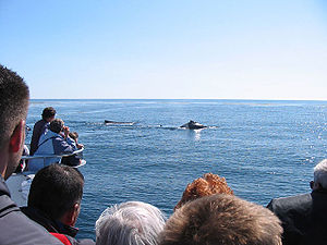 Photo from boat showing backs of heads of 8 people and two whales surfacing in background