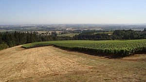 Wine Country of the Dundee Hills, Oregon.jpg