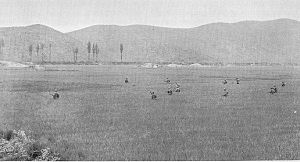 Men cross a field of rice