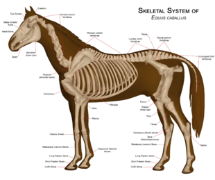 Diagram of a horse skeleton with major parts labeled.