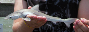 A woman holding a small, slender shark with both hands